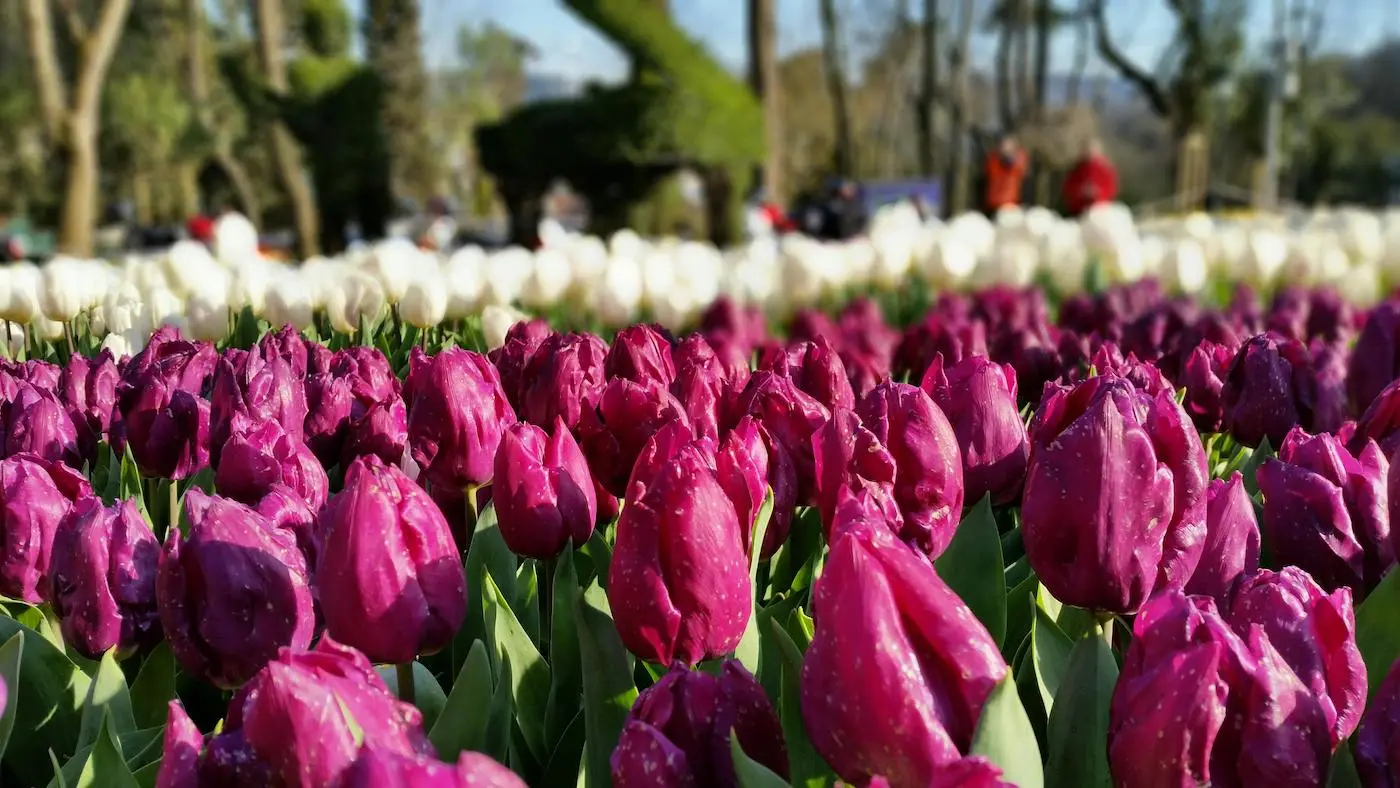 Tulips in Istanbul